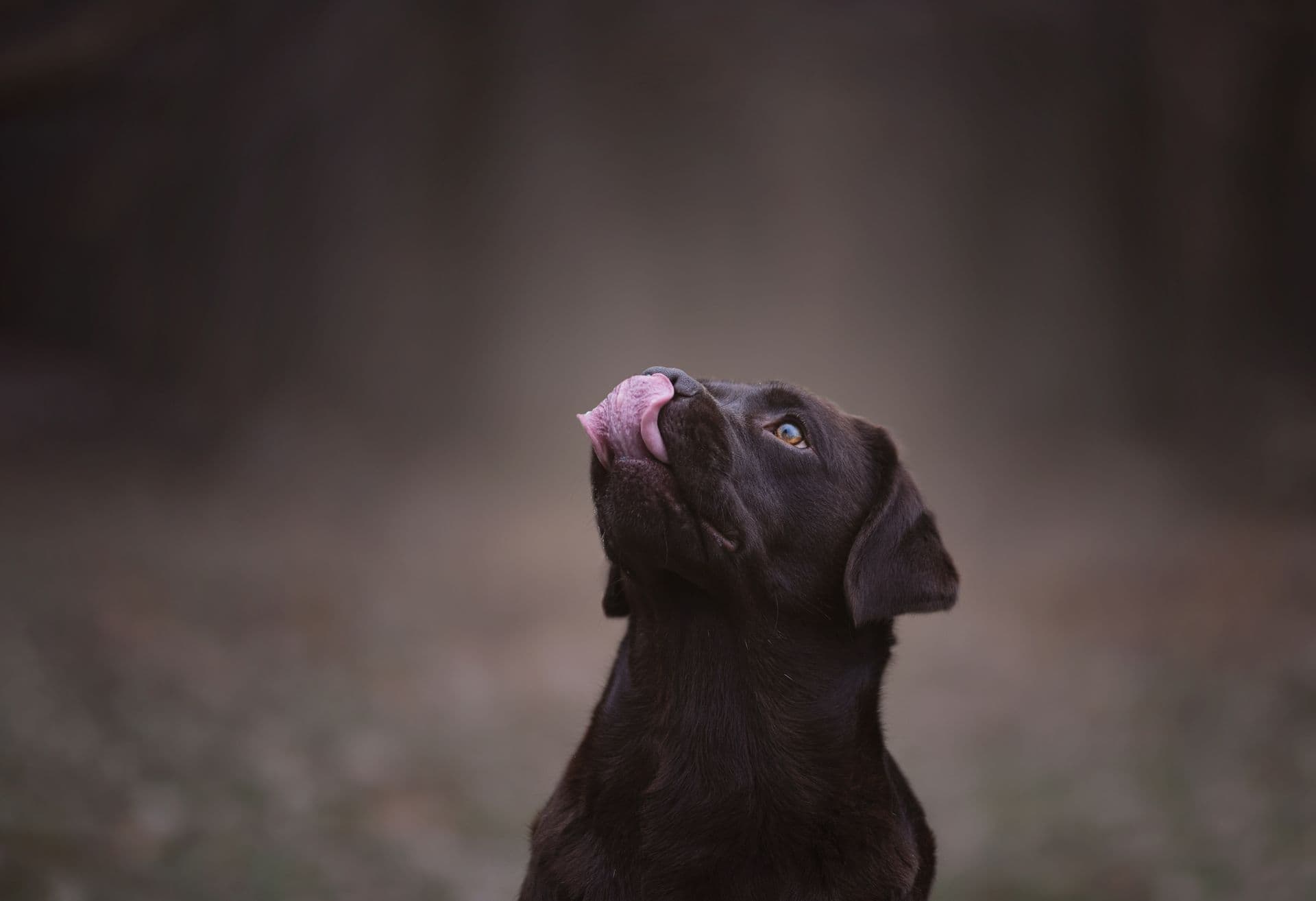 Cassius, zlatý labrador retriever - fotka 1