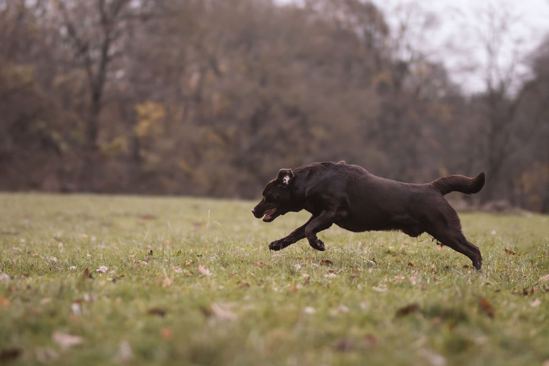 Cassius, zlatý labrador retriever - fotka 3