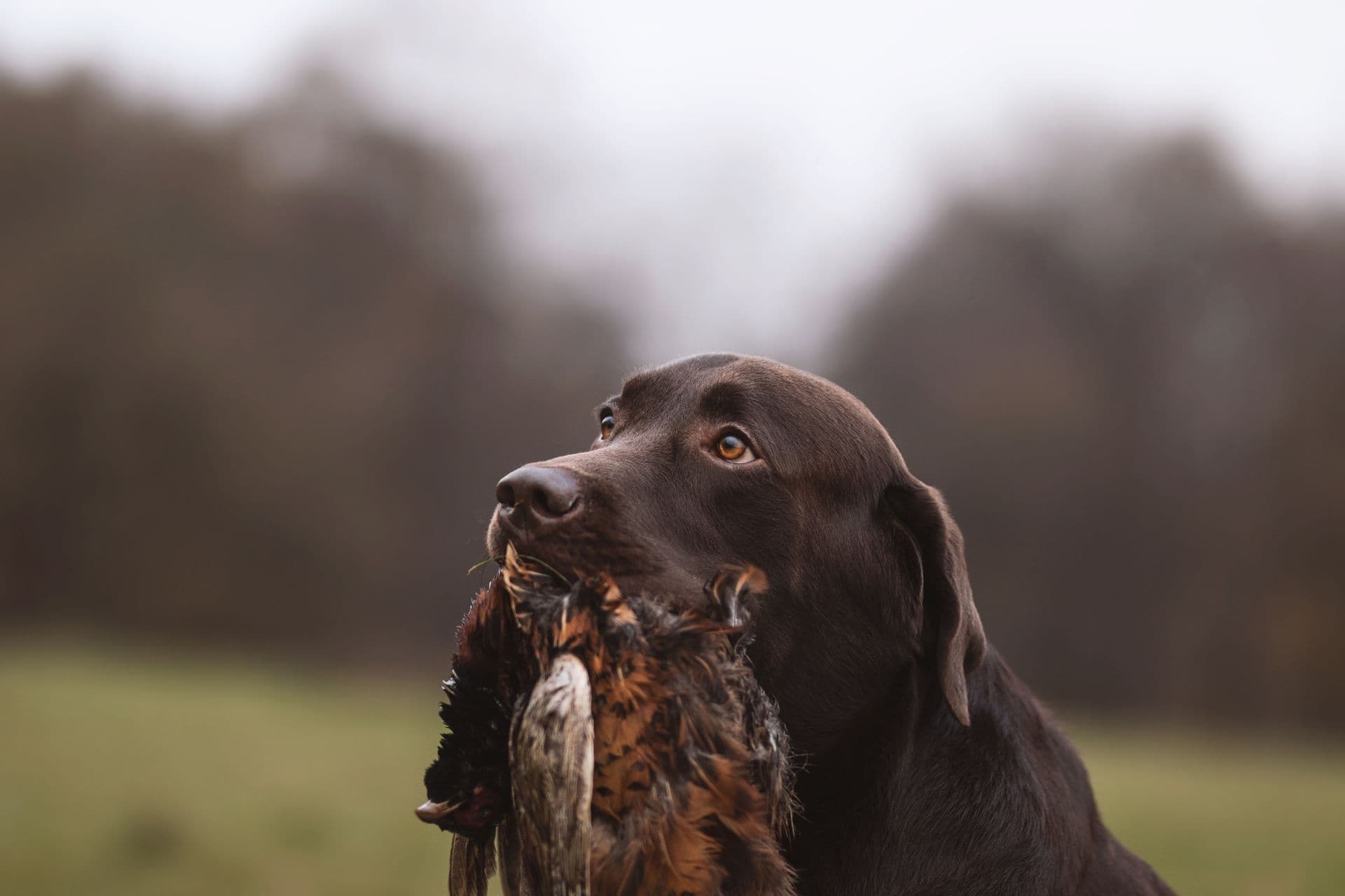 Cassius, zlatý labrador retriever - fotka 5