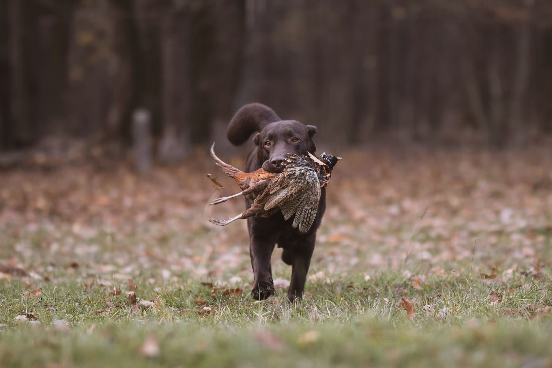 Cassius, zlatý labrador retriever - fotka 7