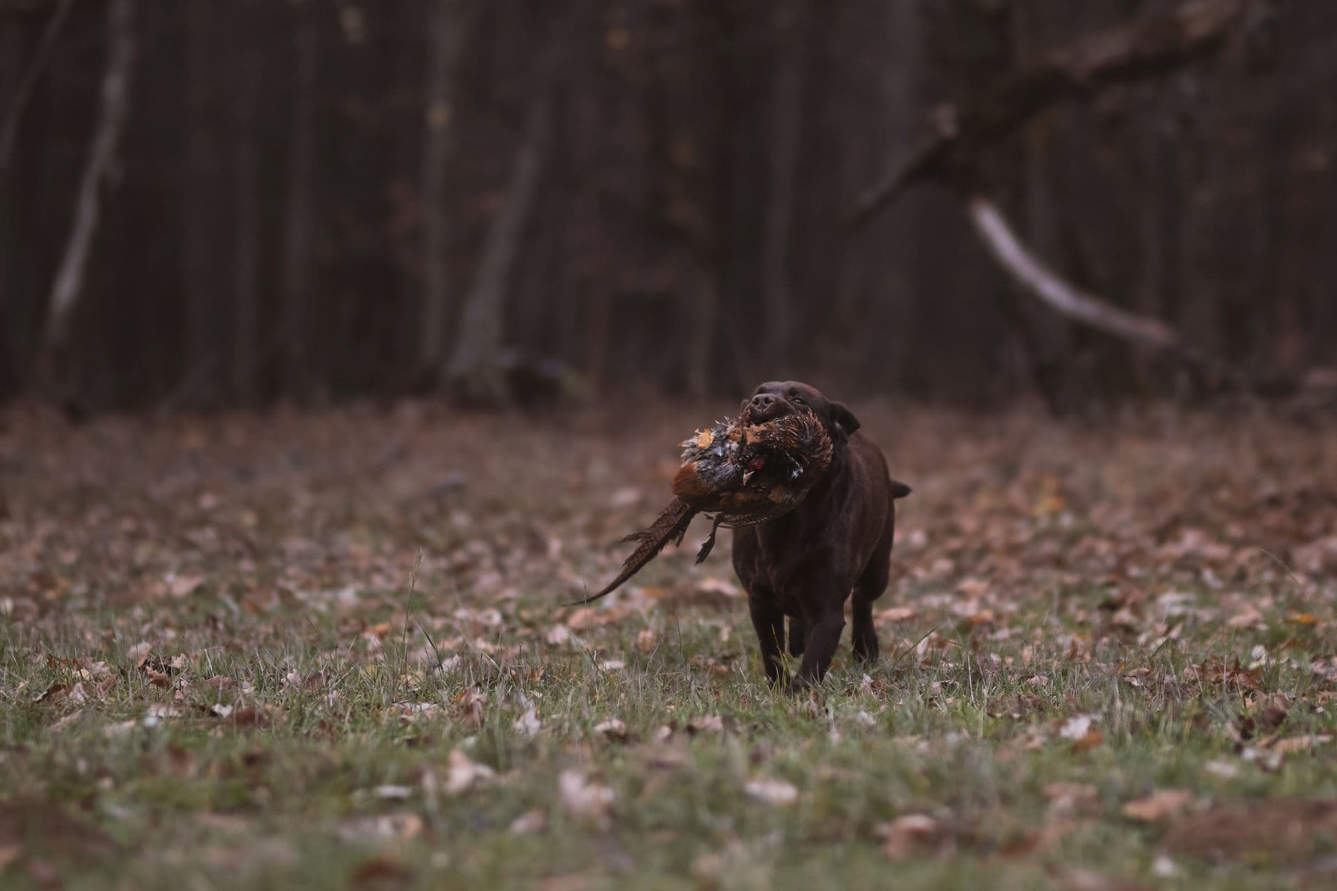 Cassius, zlatý labrador retriever - fotka 8
