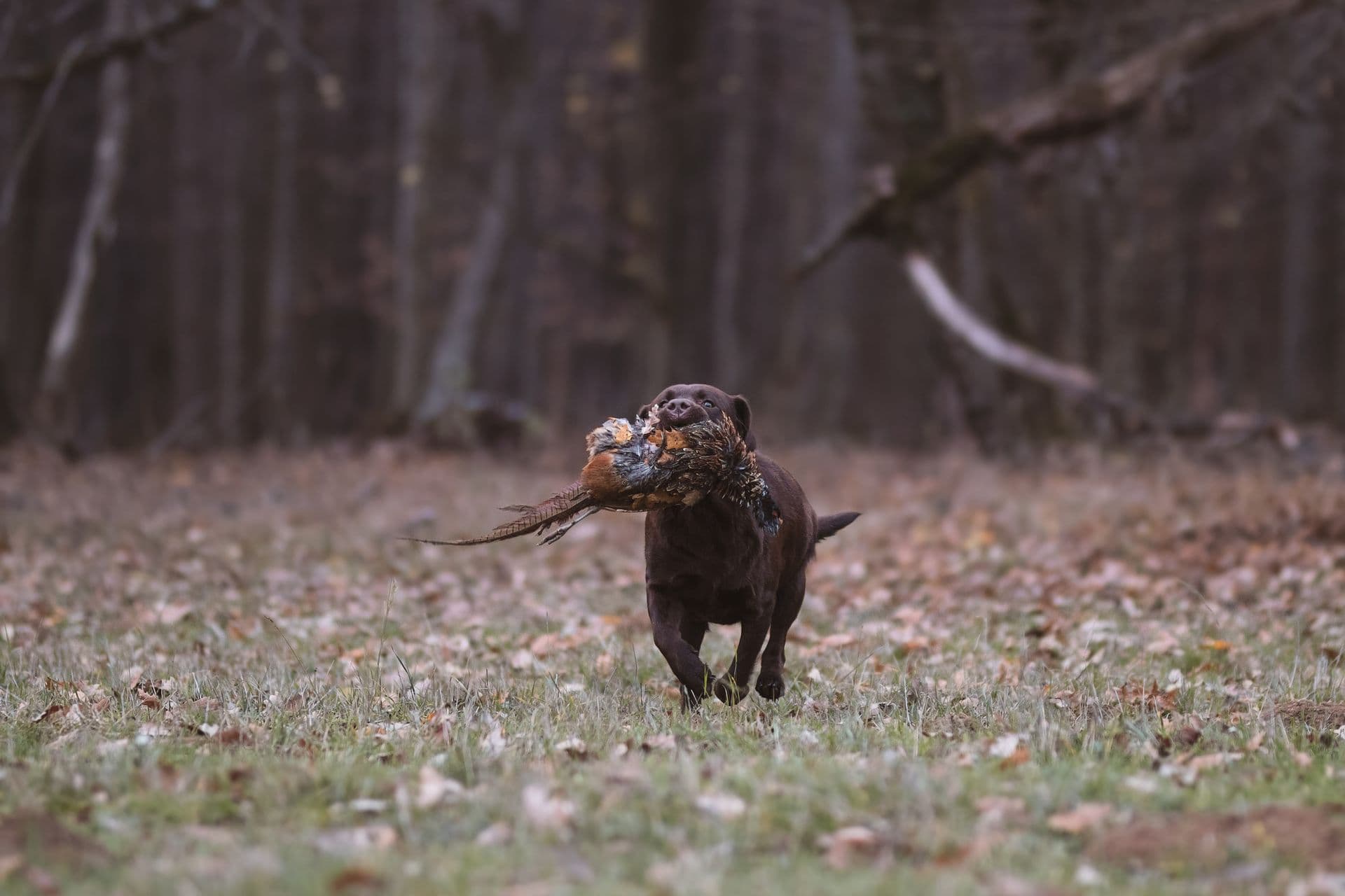 Cassius, zlatý labrador retriever - fotka 9