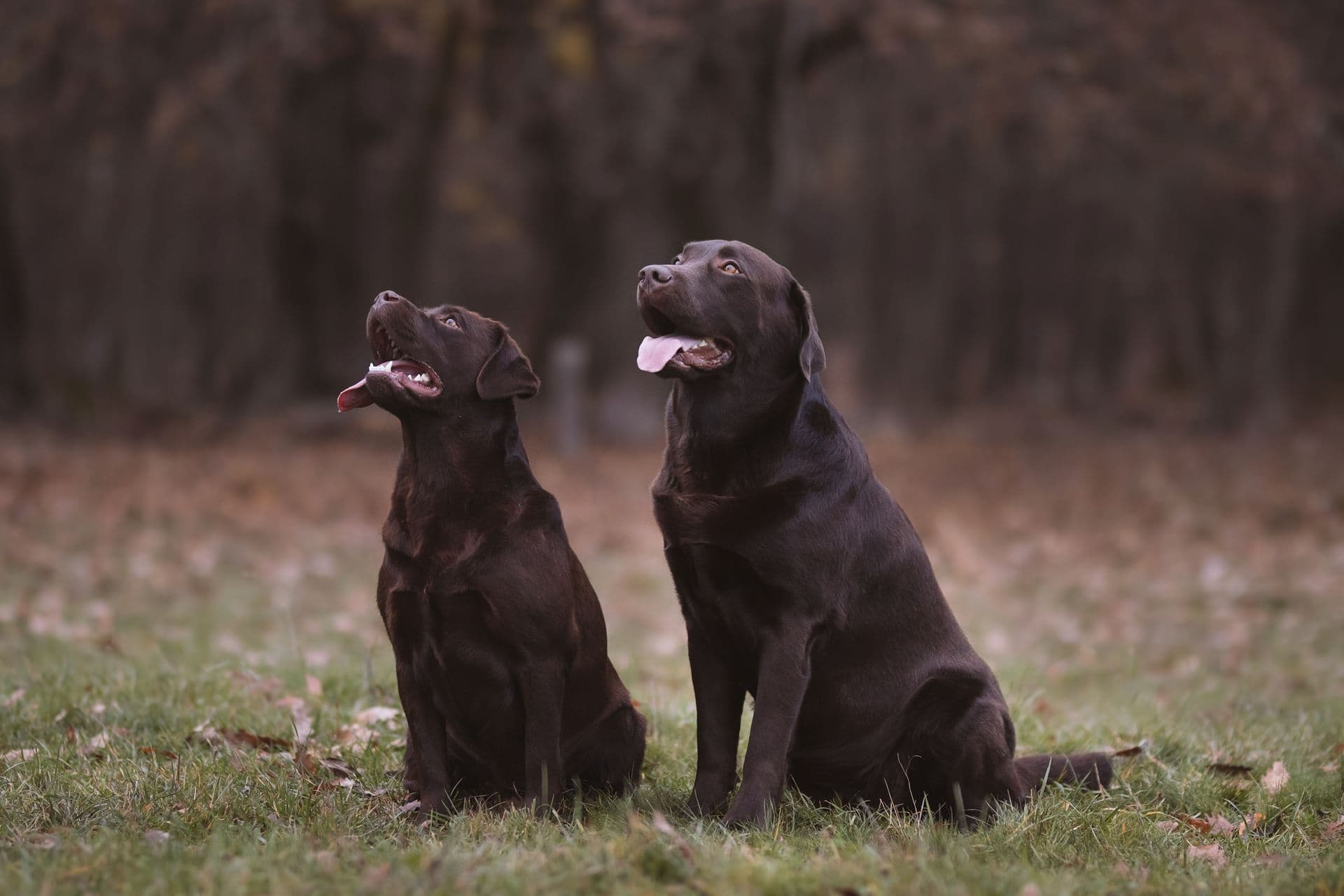 Cassius, zlatý labrador retriever - fotka 10