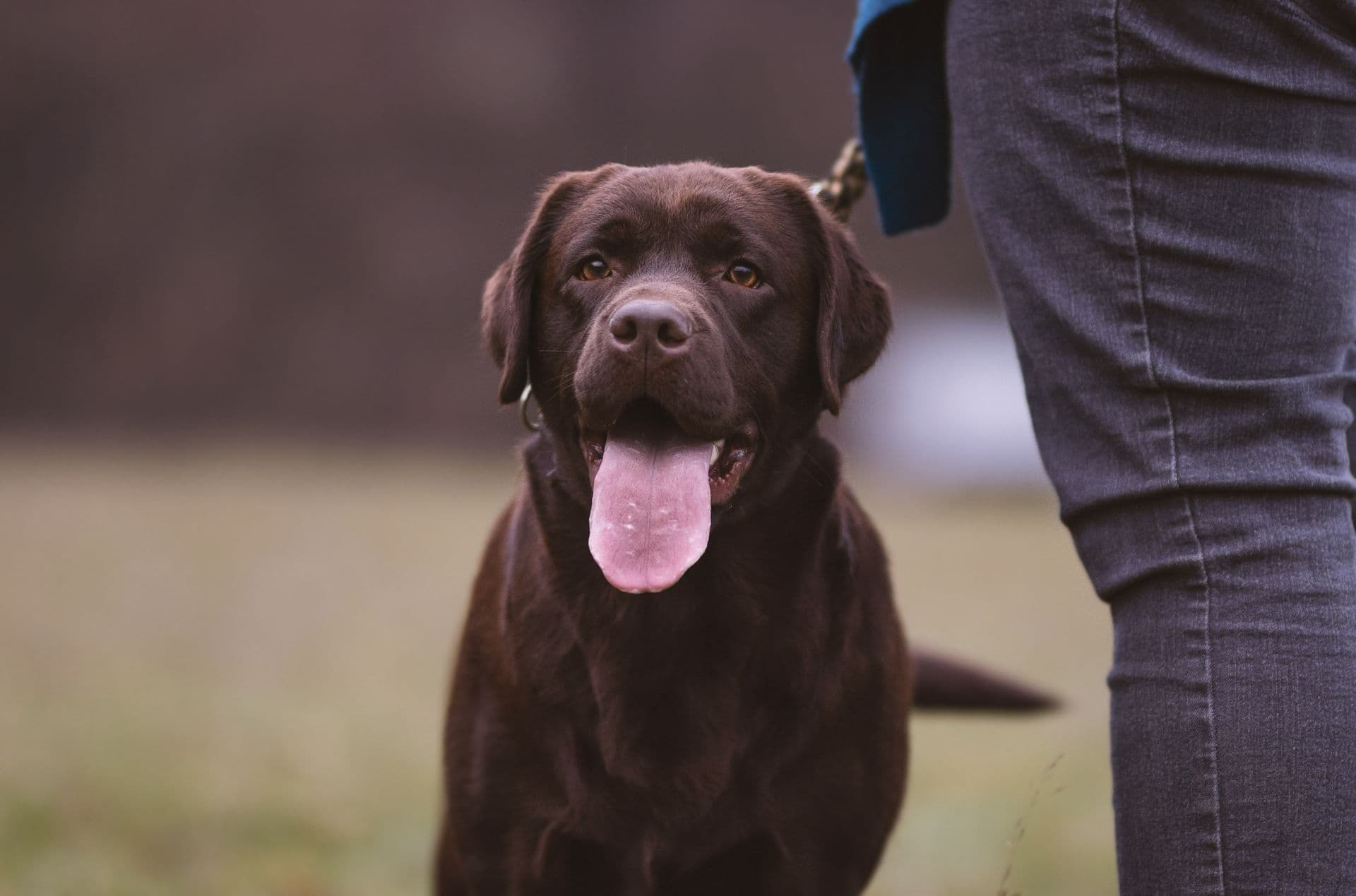 Cassius, zlatý labrador retriever - fotka 11