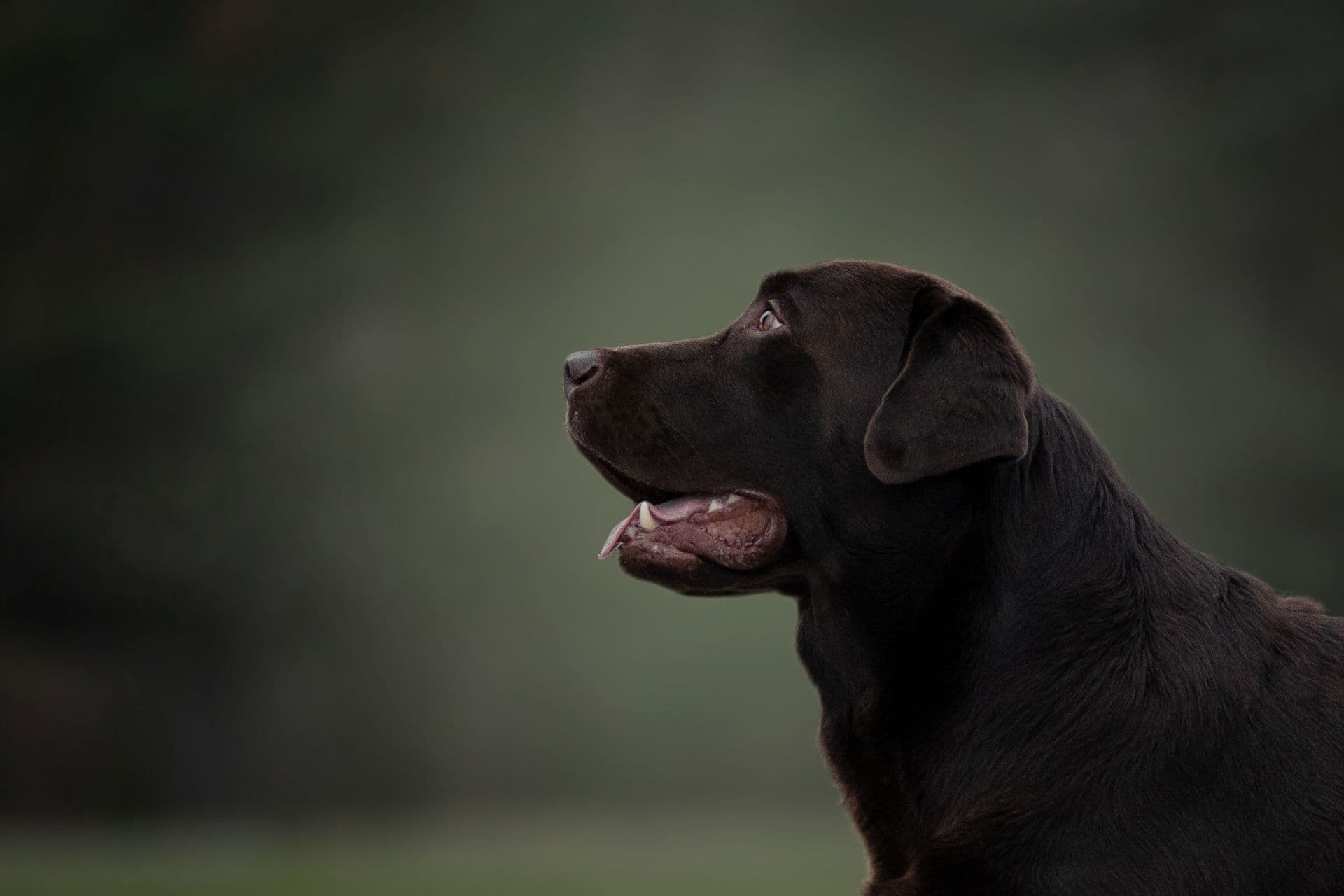 Cassius, zlatý labrador retriever - fotka 14