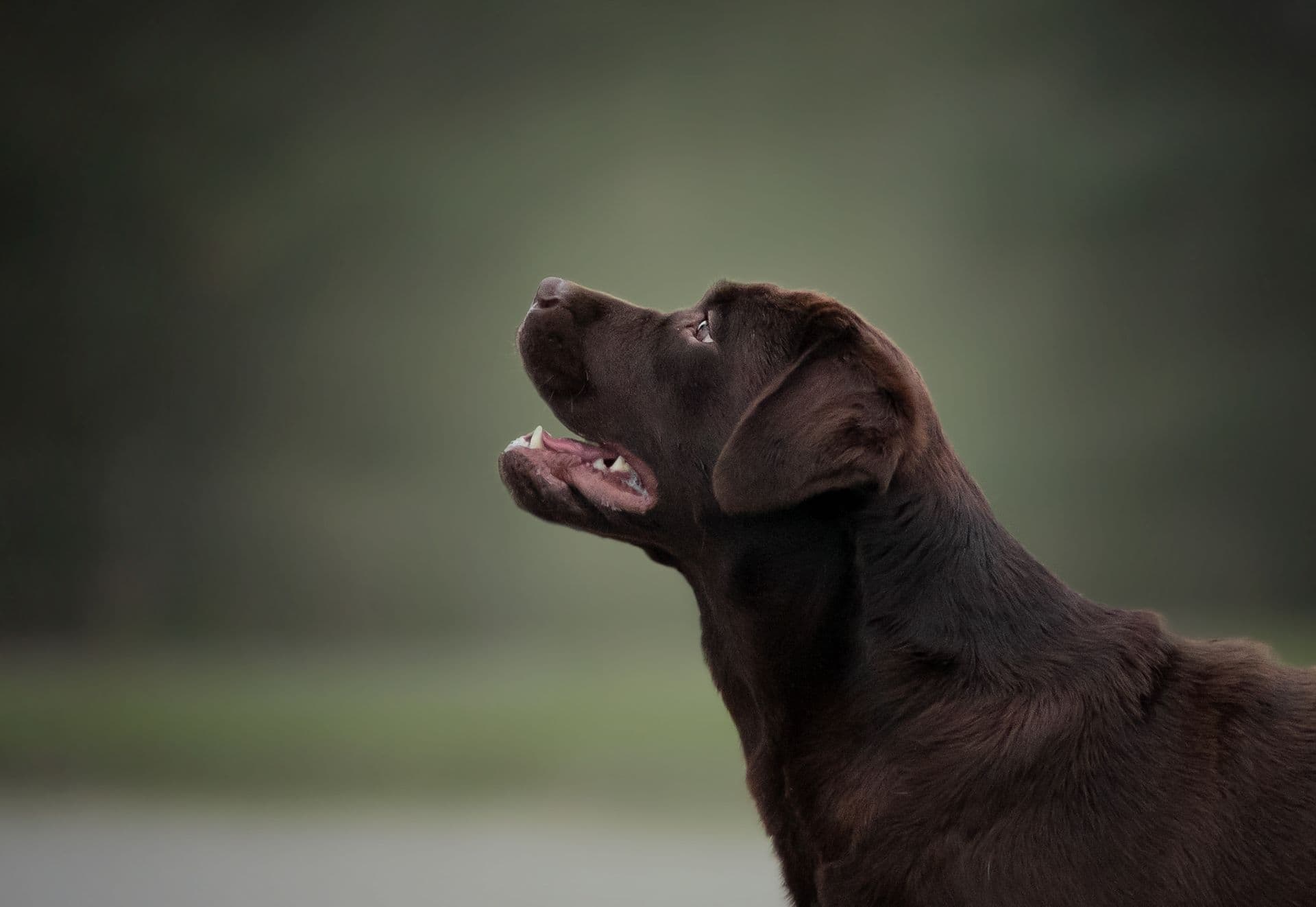 Cassius, zlatý labrador retriever - fotka 15