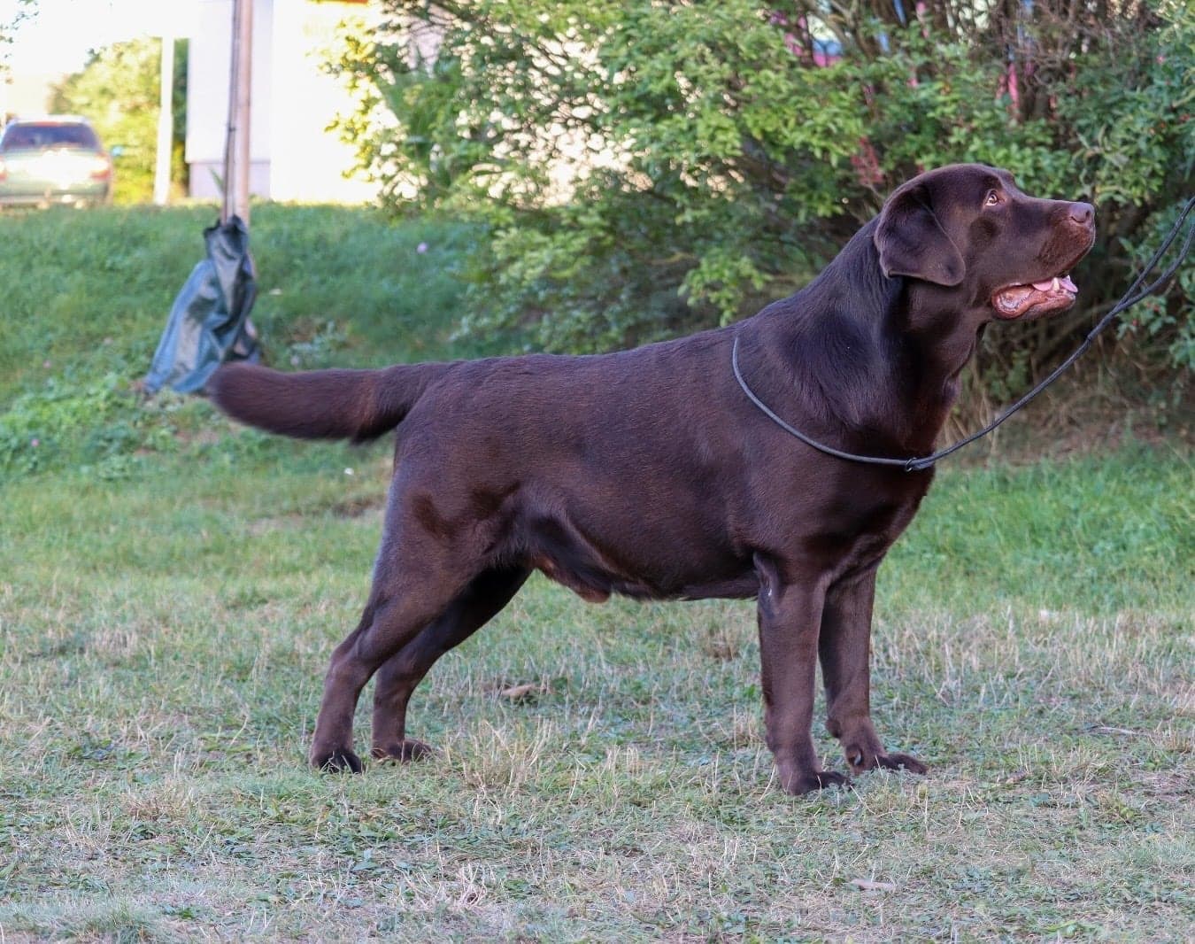 Arthur vo výstavnom postoji – labradorský retriever
