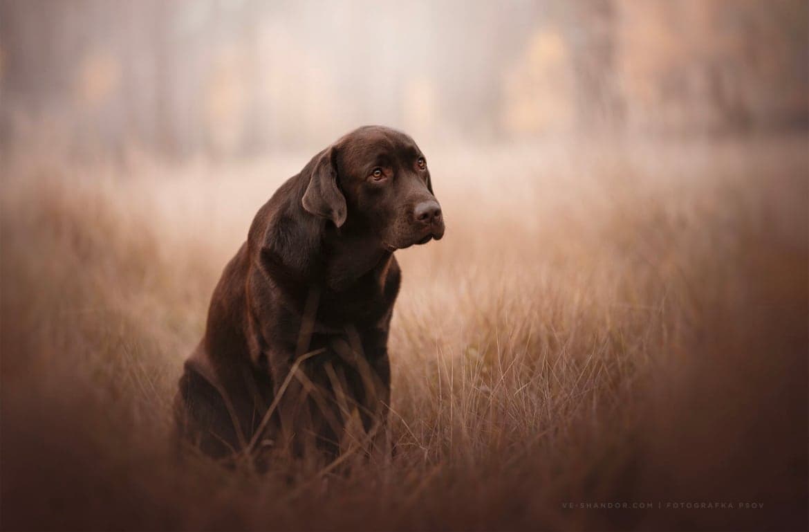 Arthur
