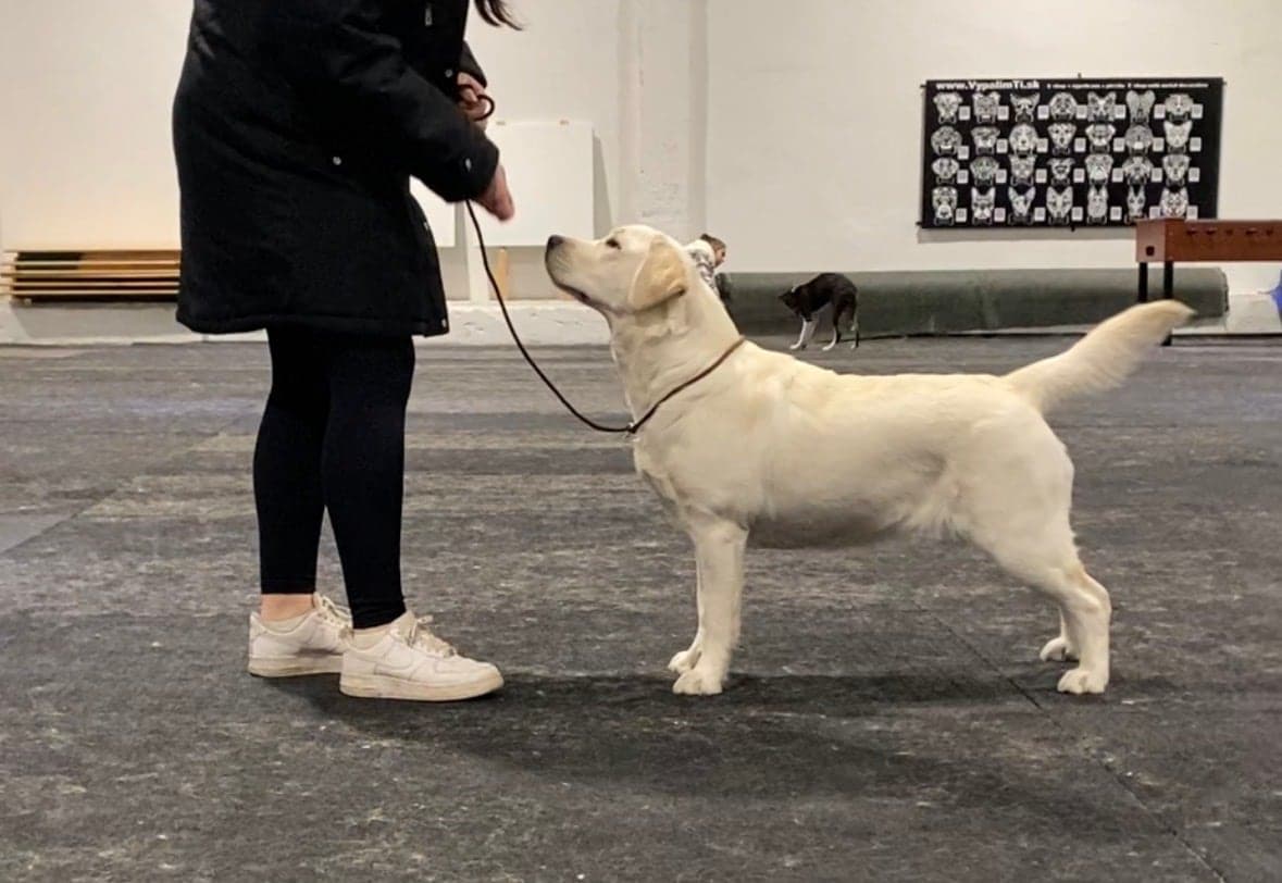Viki vo výstavnom postoji – labradorský retriever