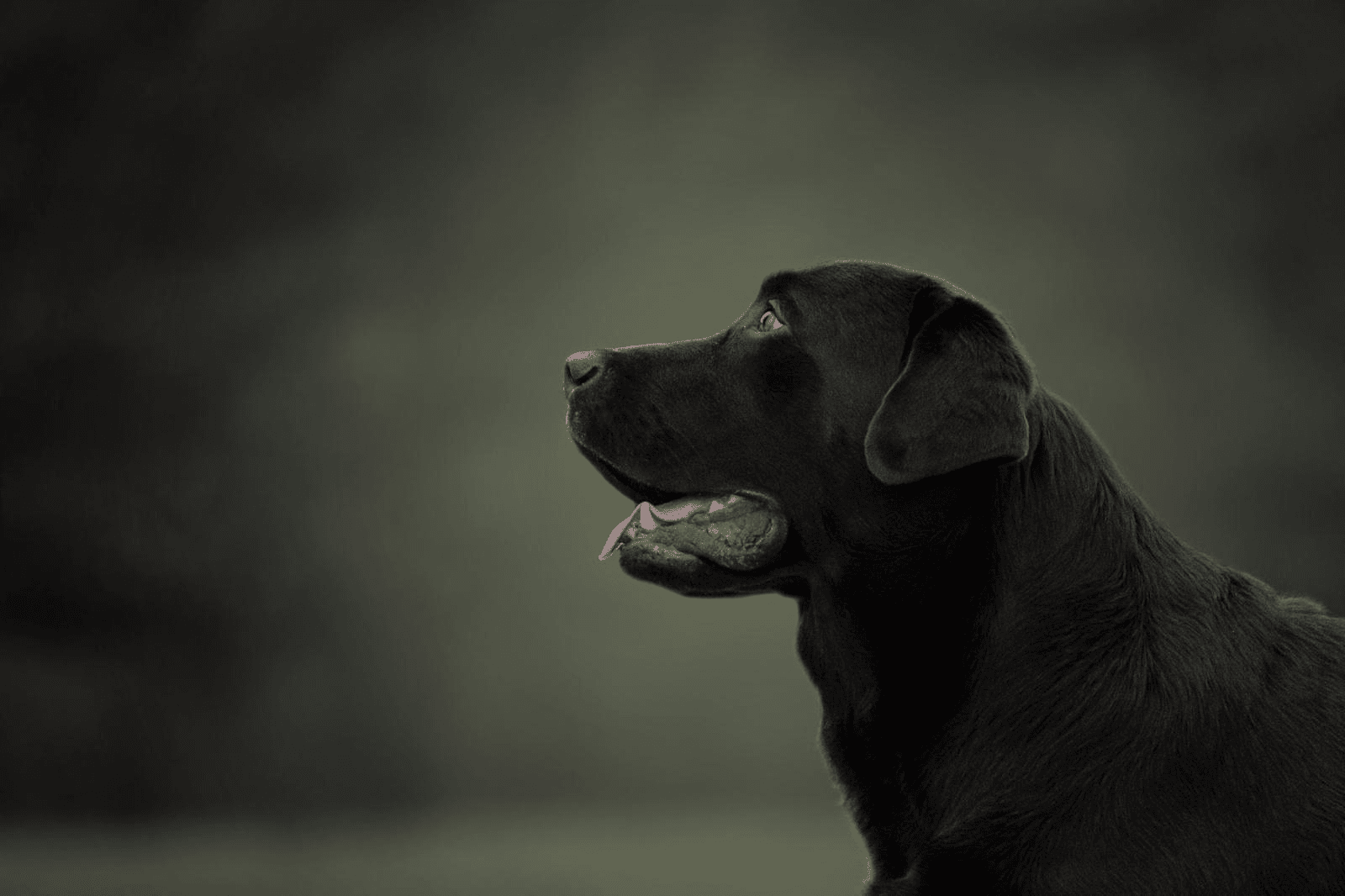 Labrador retriever v prírode