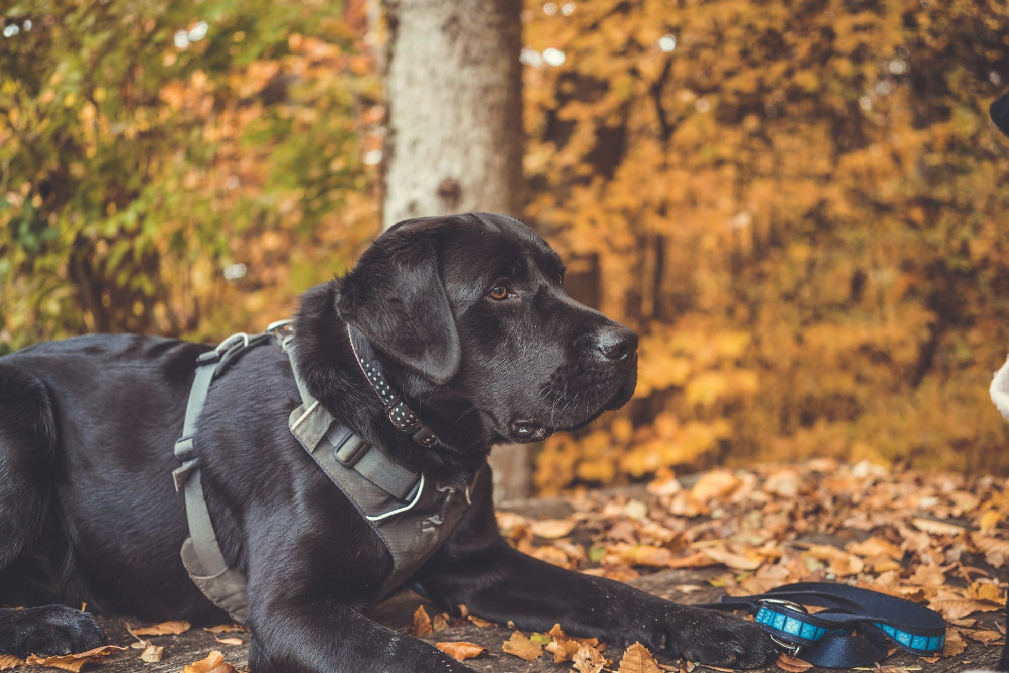 Labrador v lese