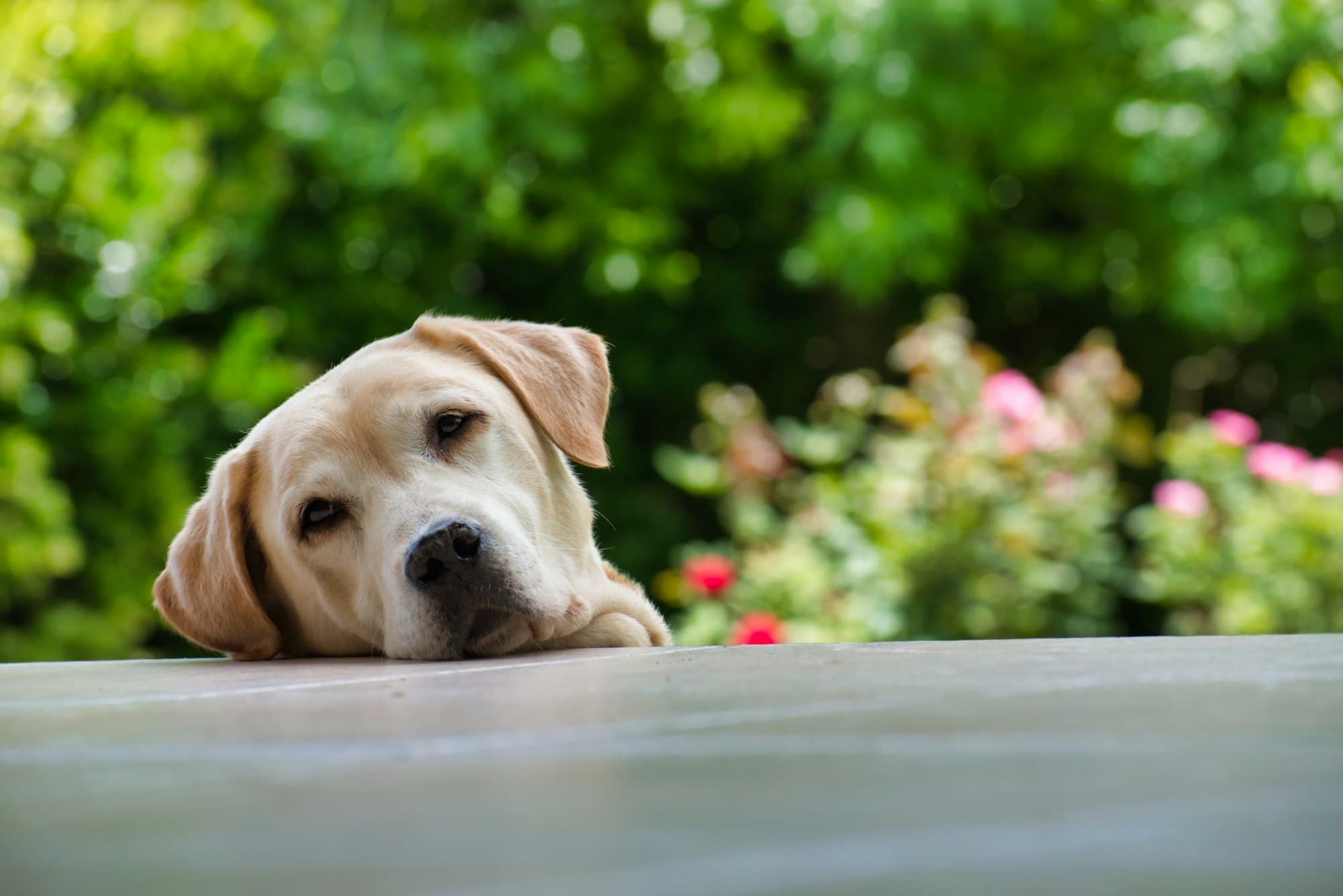 Labrador retriever