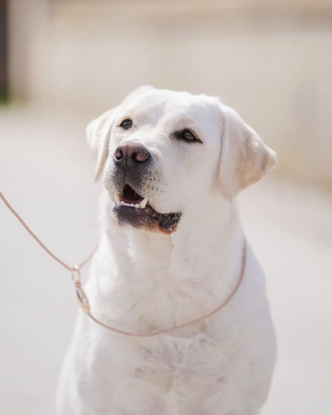 Viki, žltá labradorská retrieverka